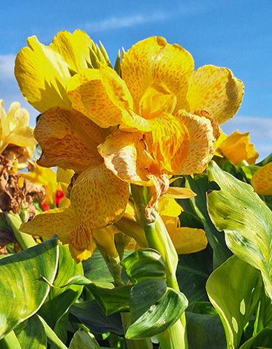 CANNA (KANA) CLEOPATRA YELLOW, DO KVETINÁČA - 25 ks